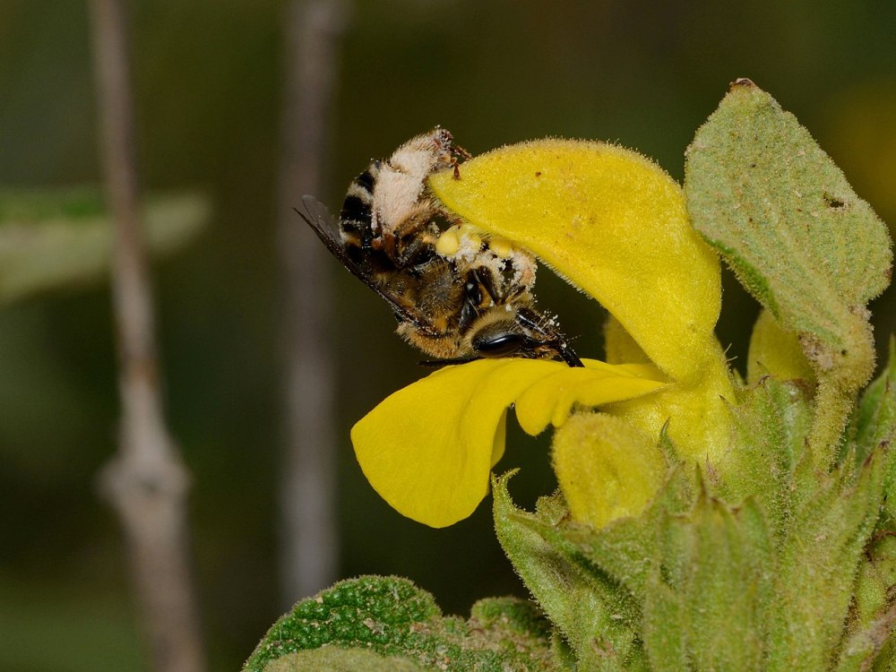 Phlomis viscosa