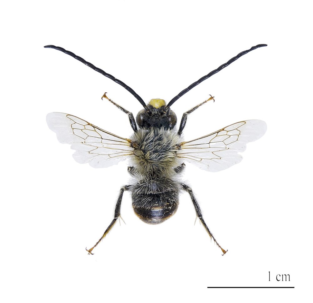 Eucera самец