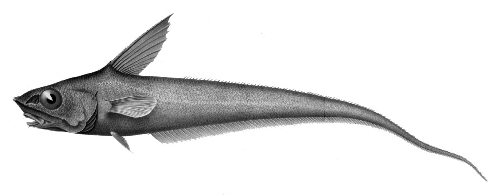 Albatrossia pectoralis