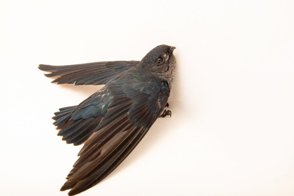Oeciacus hirundinis