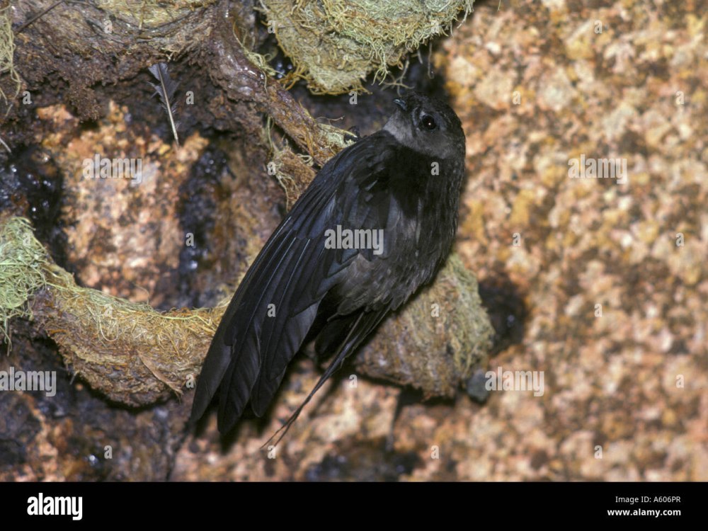 Swiftlet
