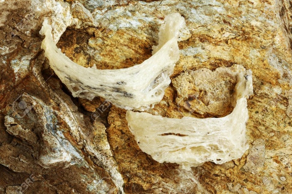 Swiftlet Nest