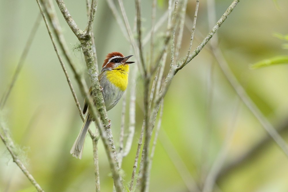 Mordellistena rufifrons