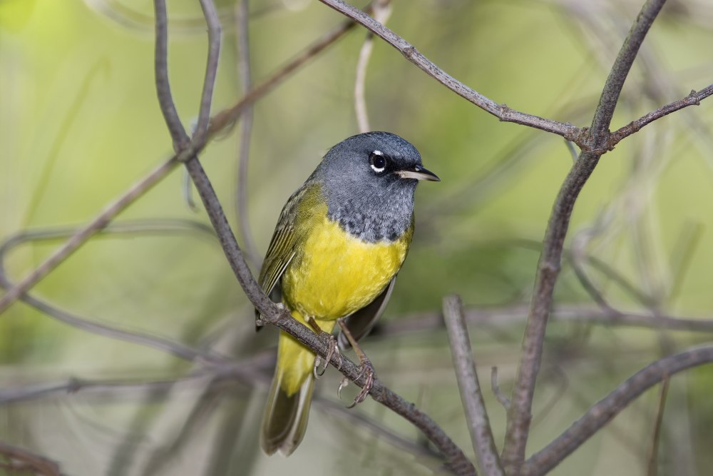 Желтогорлый певун (Geothlypis trichas)