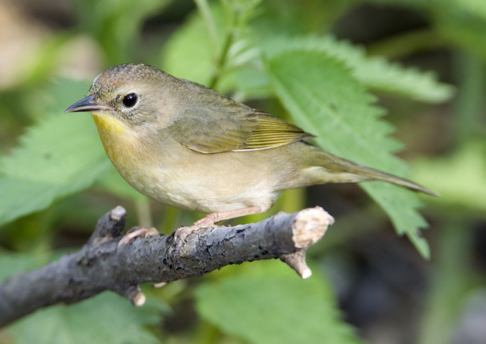 Желтогорлый певун (Geothlypis trichas)