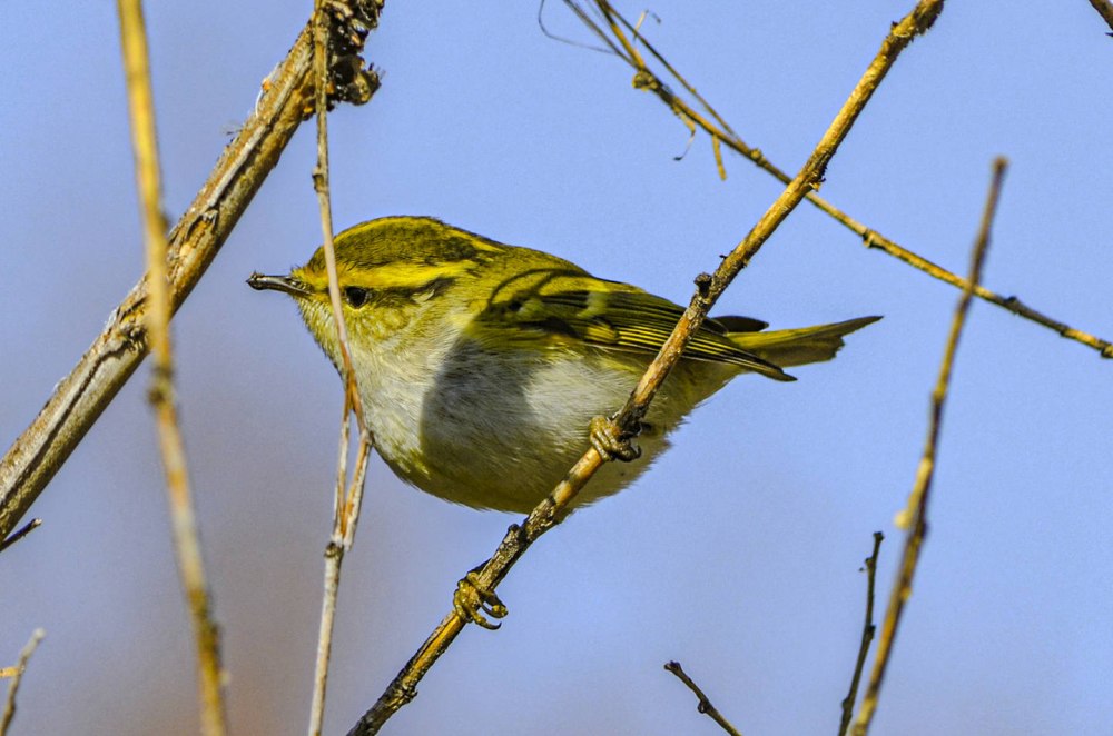 Phylloscopus proregulus