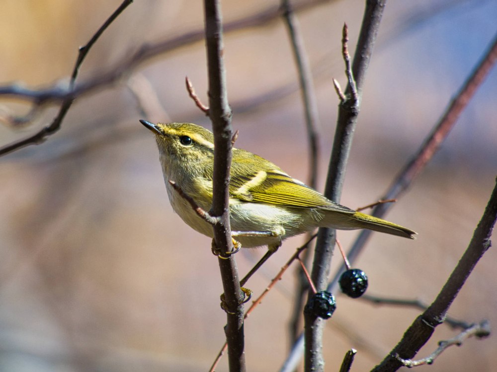 Phylloscopus proregulus