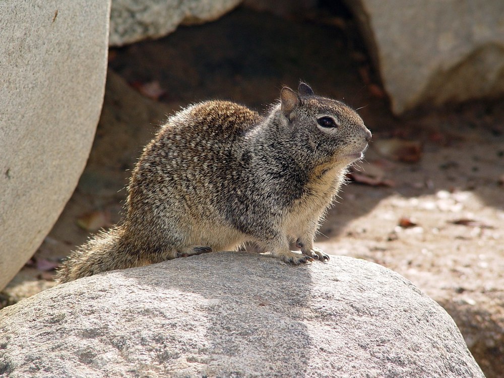 Калифорнийский суслик (Spermophilus beecheyi)