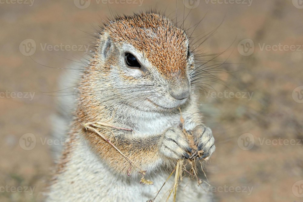 Xerus CHIRP