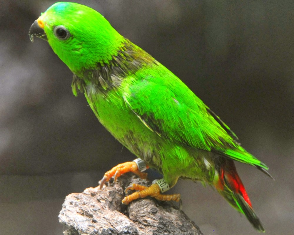 Loriculus flosculus