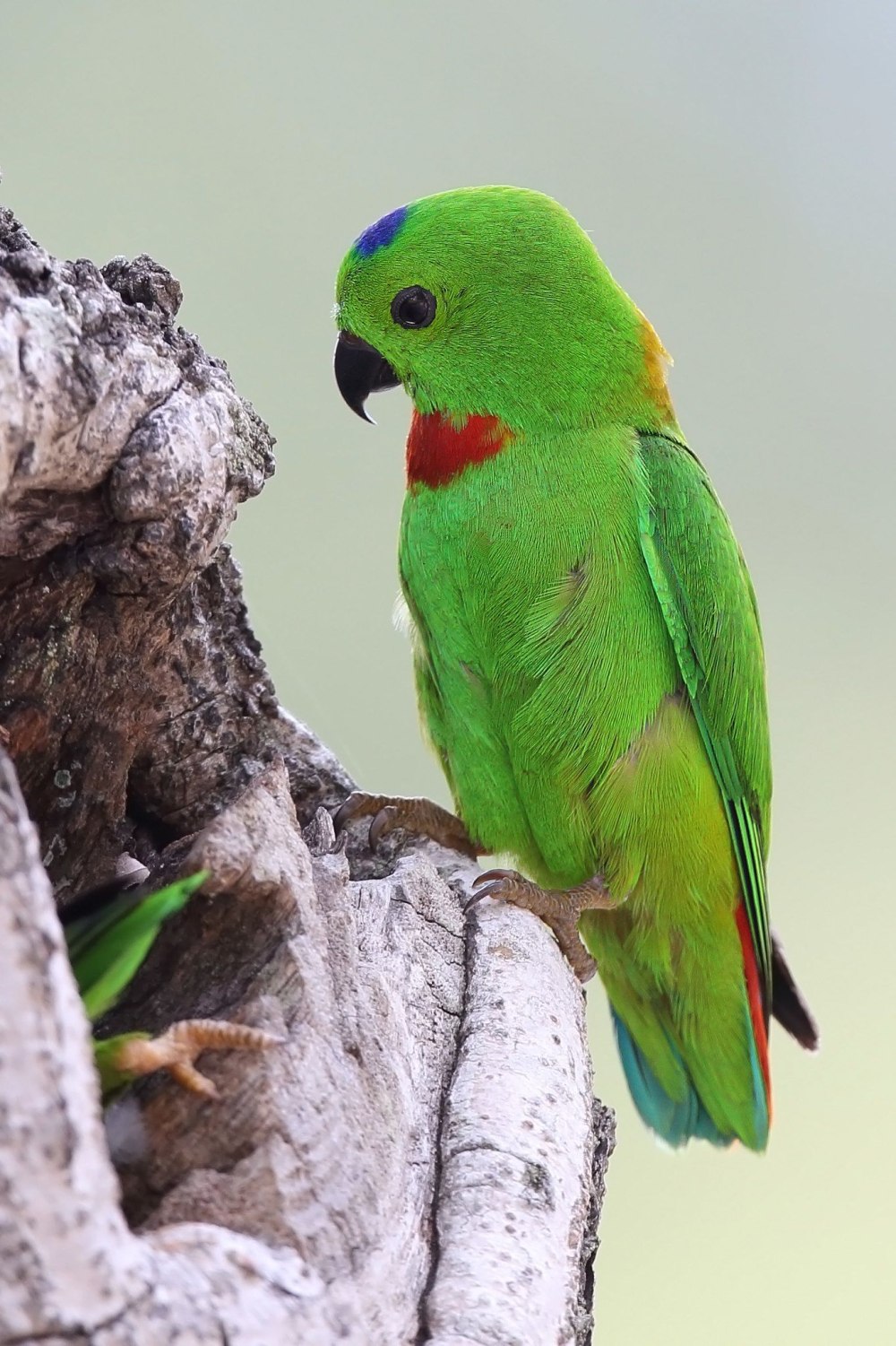 Loriculus pusillus