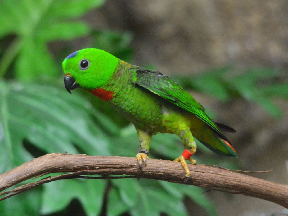 Loriculus galgulus