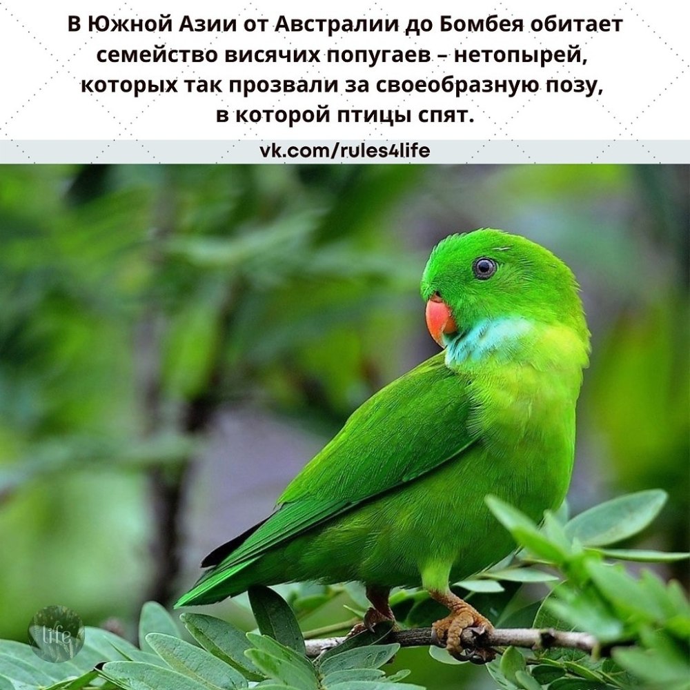 Попугаи лорикулюсы