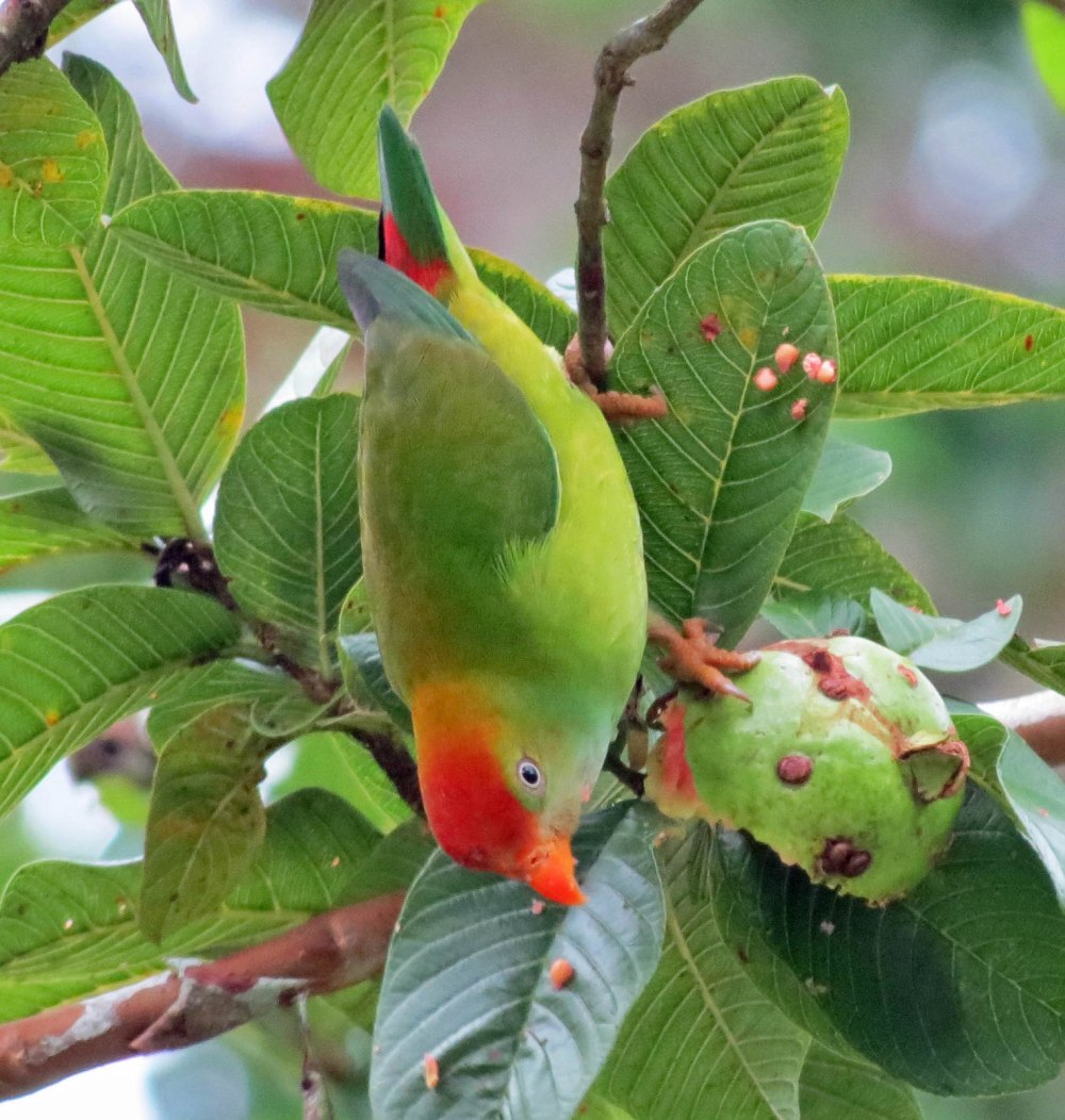 Loriculus beryllinus