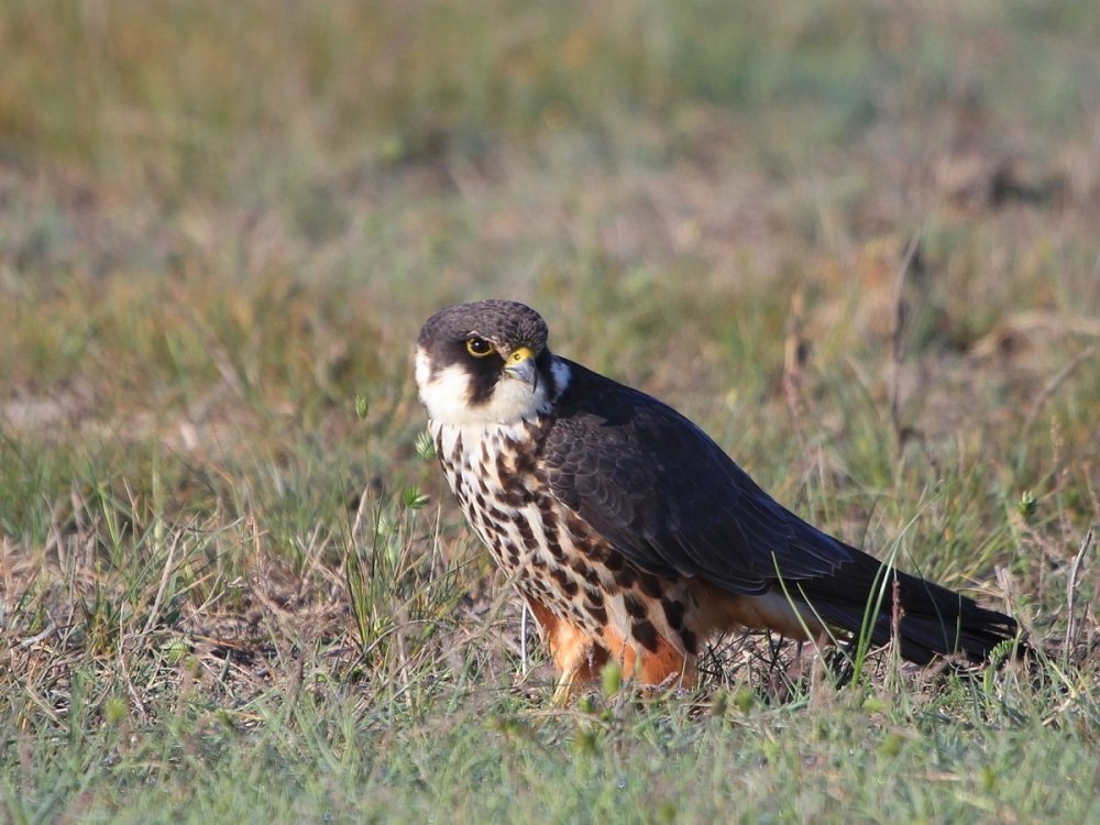 Чеглок (Falco Subbuteo)