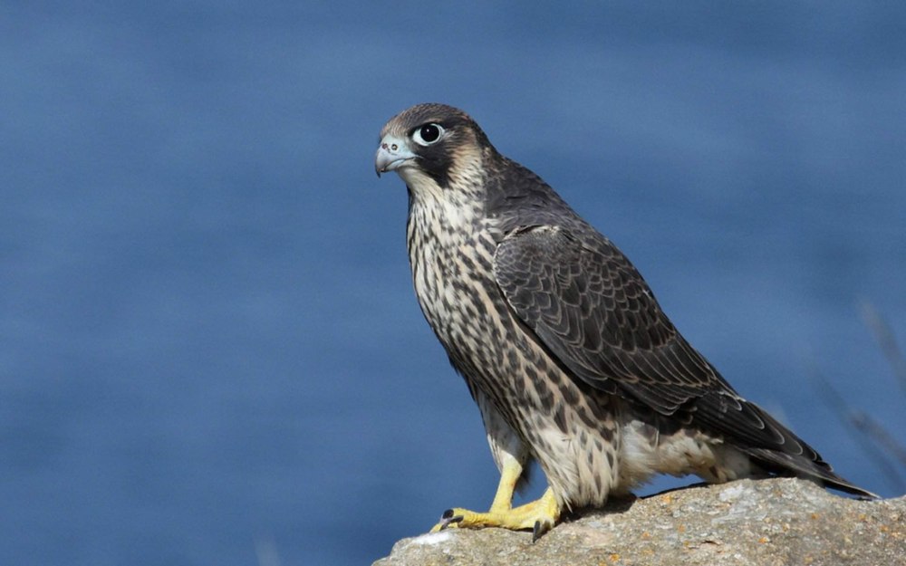 Сокол-Сапсан (Falco peregrinus)