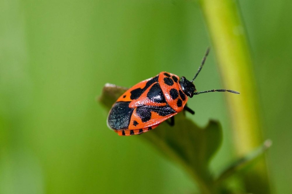 Клоп-солдатик – Pyrrhocoris apterus