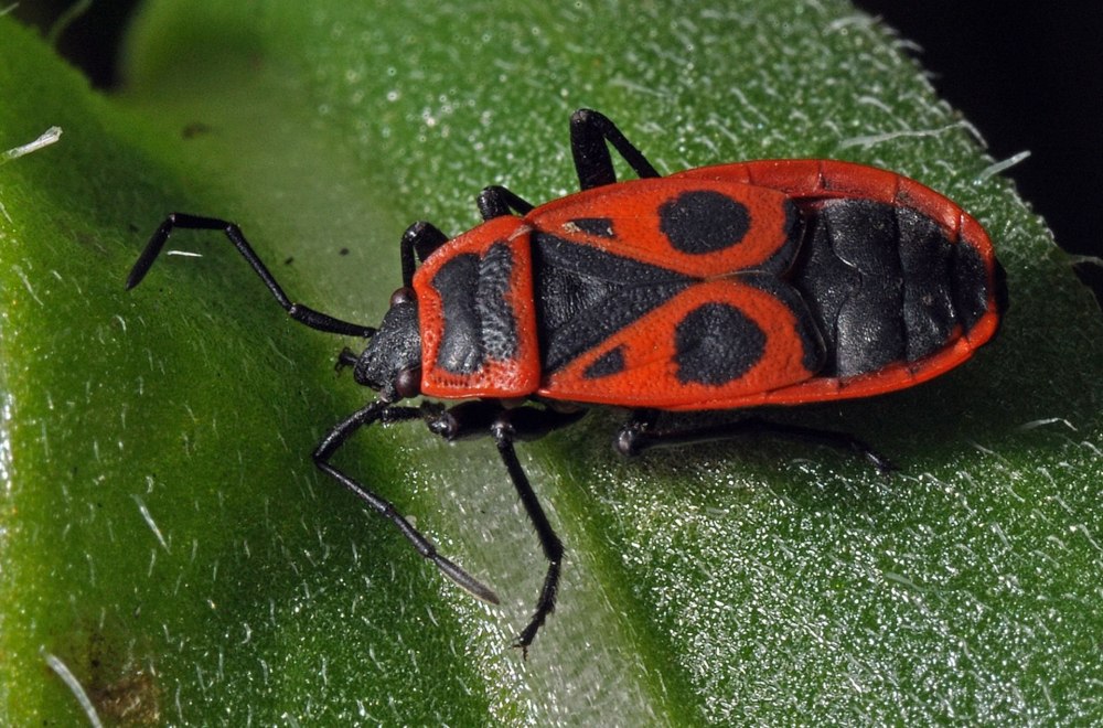 Красноклоп бескрылый ( клоп-солдатик) (Pyrrhocoris apterus)
