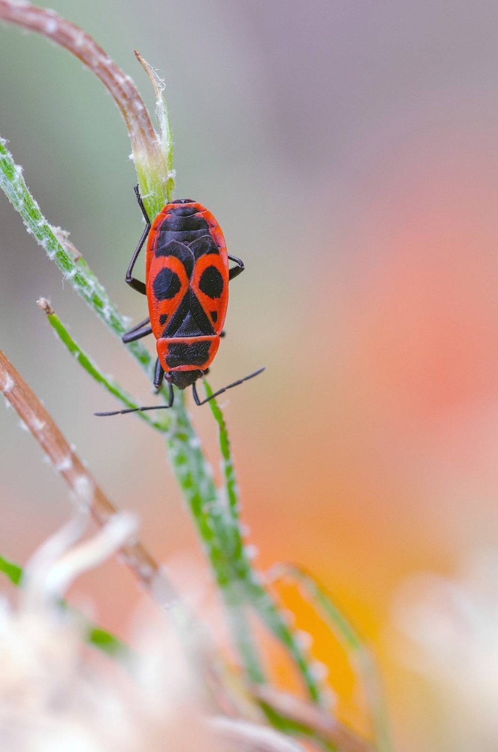 Красноклоп бескрылый ( клоп-солдатик) (Pyrrhocoris apterus)