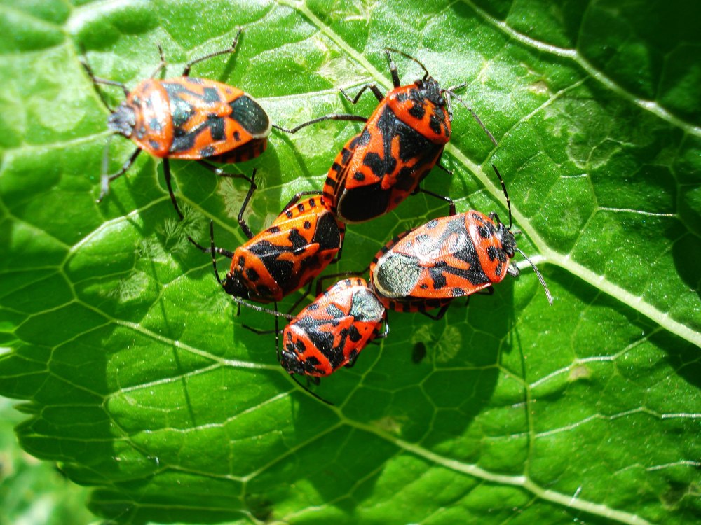Клоп-солдатик – Pyrrhocoris apterus