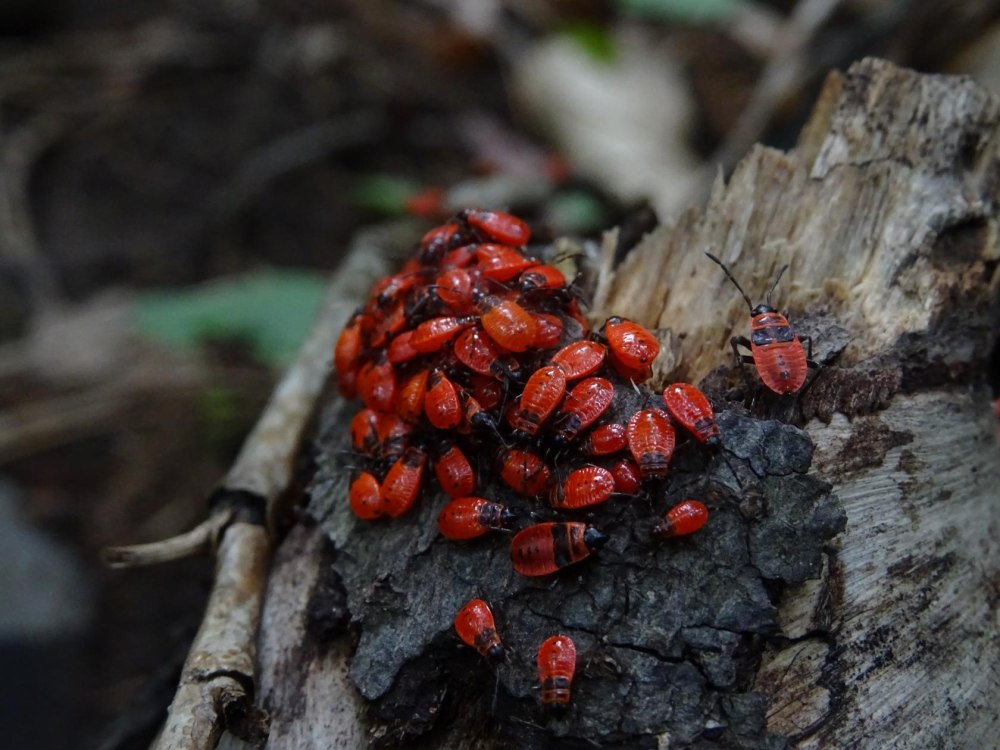 Бескрылый красноклоп, или клоп-солдатик (Pyrrhocoris apterus).