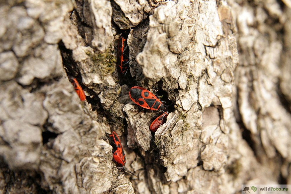 Бескрылый красноклоп, или клоп-солдатик (Pyrrhocoris apterus).