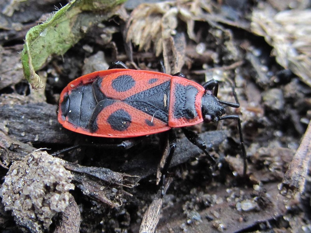 Клоп-солдатик – Pyrrhocoris apterus
