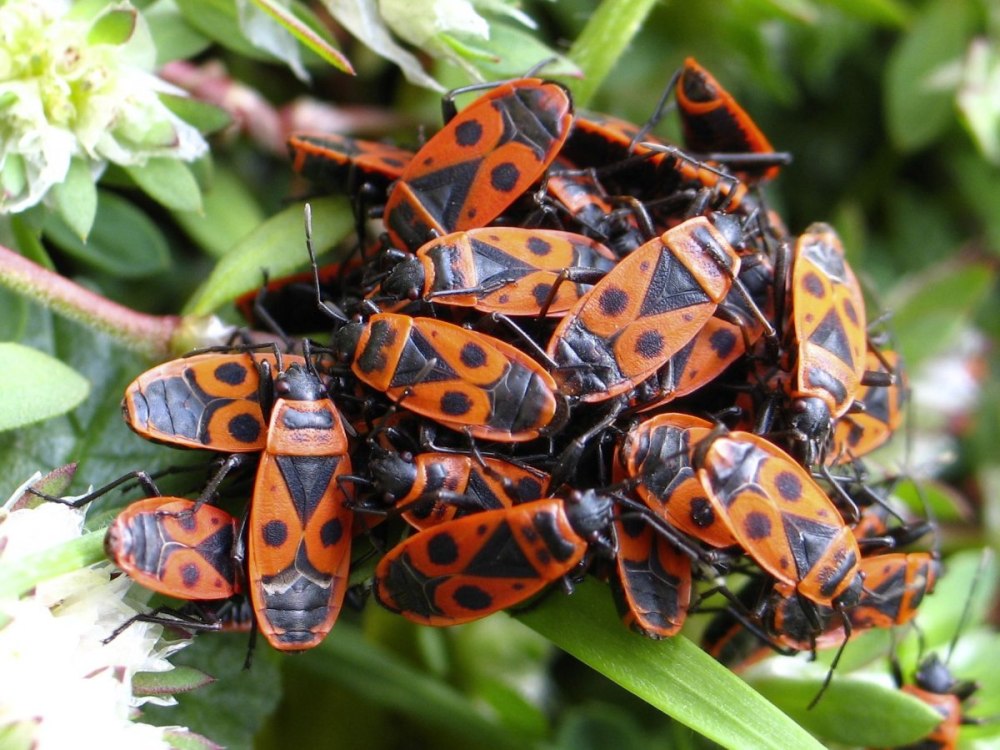 Клоп-солдатик Pyrrhocoris