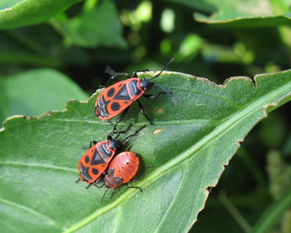 Клоп-солдатик Pyrrhocoris