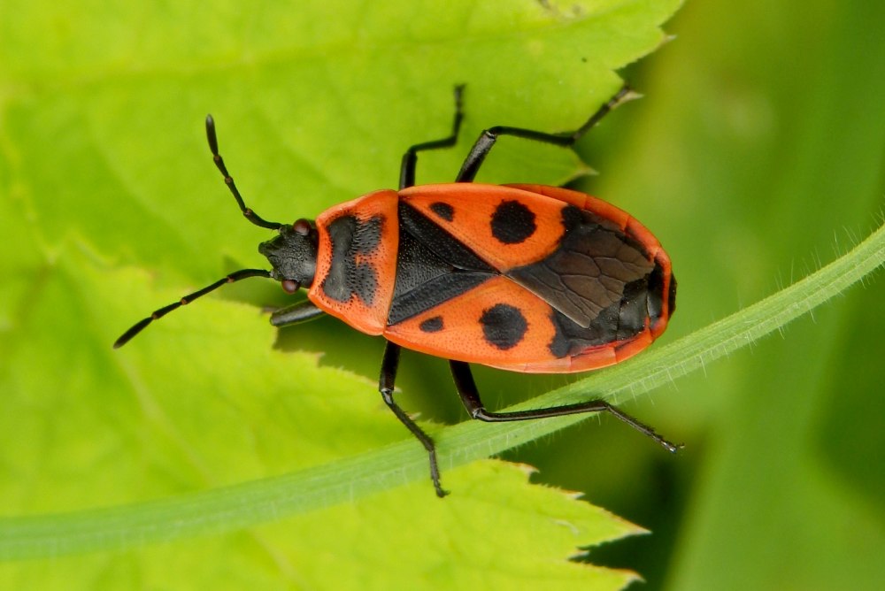 Клоп-солдатик – Pyrrhocoris apterus