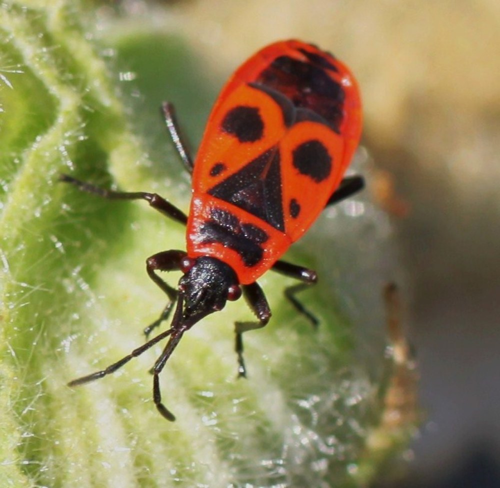 Клоп-солдатик – Pyrrhocoris apterus