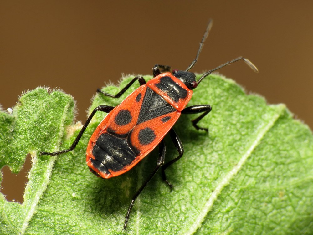 Клоп-солдатик Pyrrhocoris