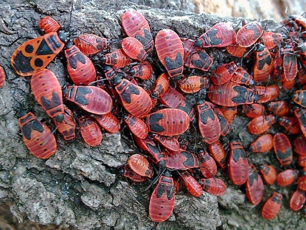 Клоп-солдатик Pyrrhocoris