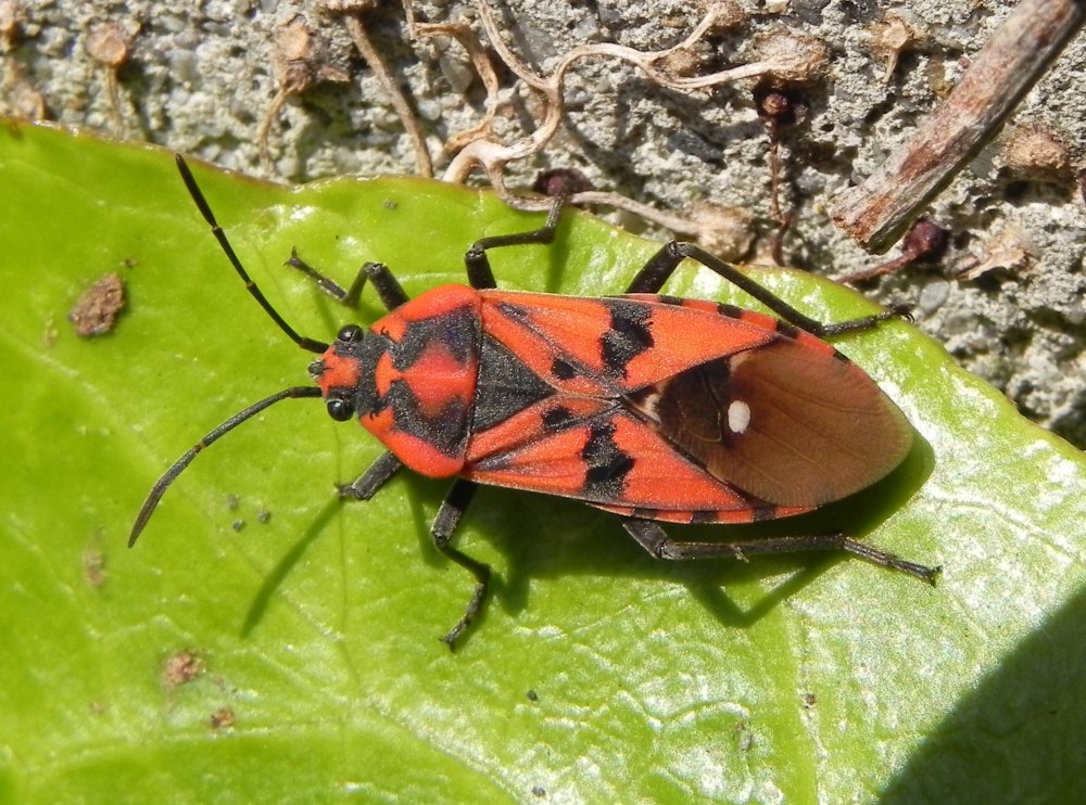 Клоп-солдатик Pyrrhocoris