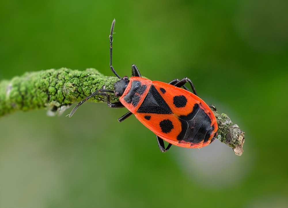 Клоп-солдатик Pyrrhocoris
