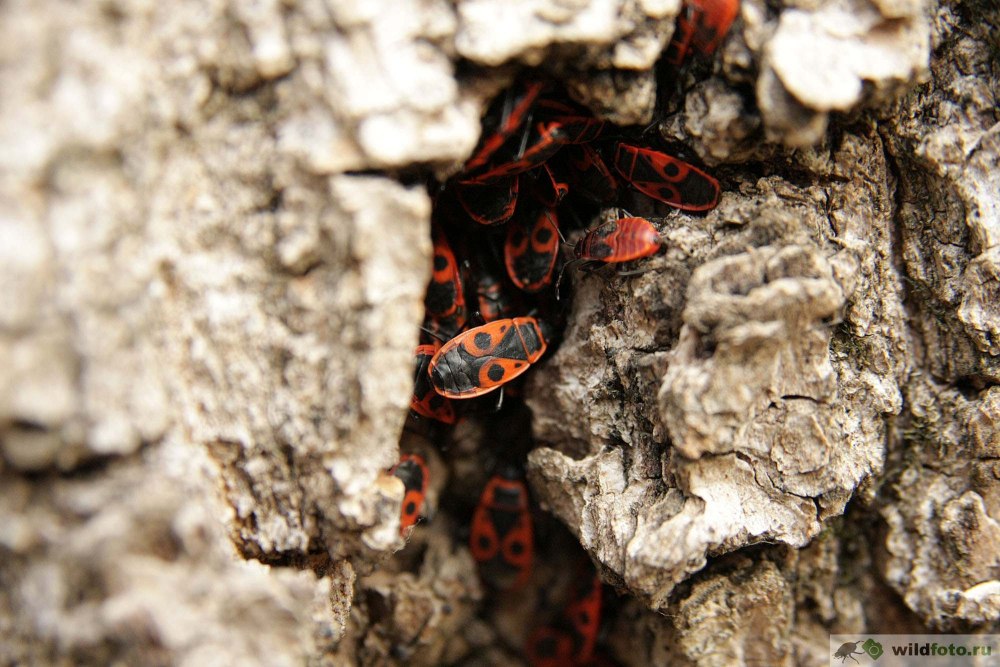 Клоп-солдатик Pyrrhocoris