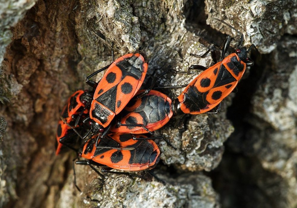 Клоп-солдатик Pyrrhocoris