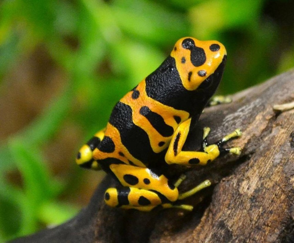 Священный древолаз dendrobates leucomelas