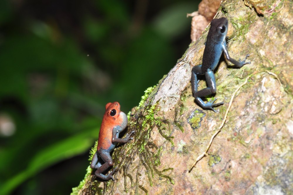 Myosciurus pumilio