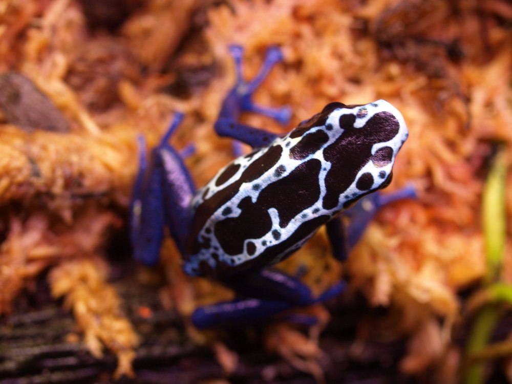 Dendrobates tinctorius isolate dt9 mitochondrion голубой древолаз черный ФО