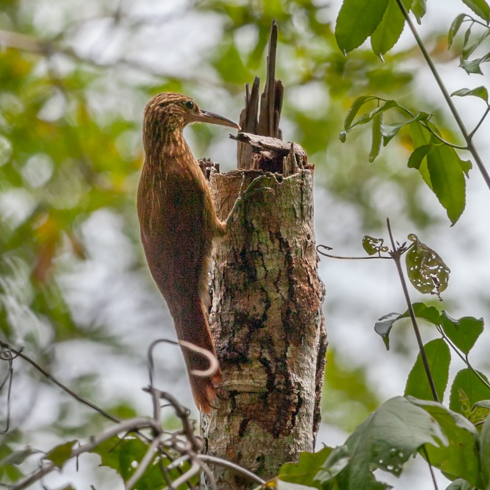 Амазонский мечеклювый древолаз / Xiphorhynchus spixii
