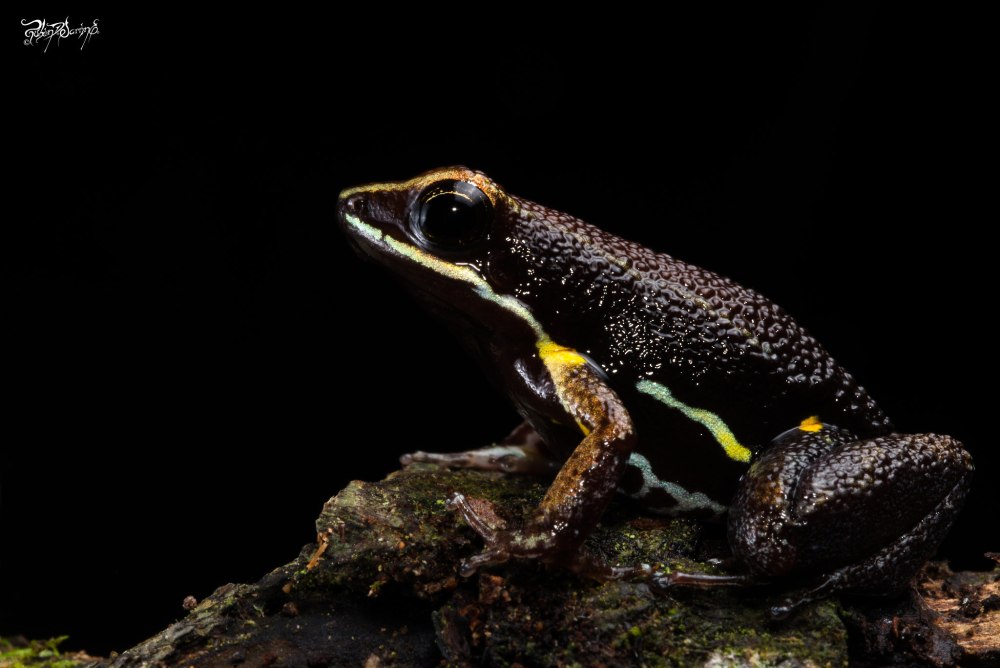 Allobates ZAPARO