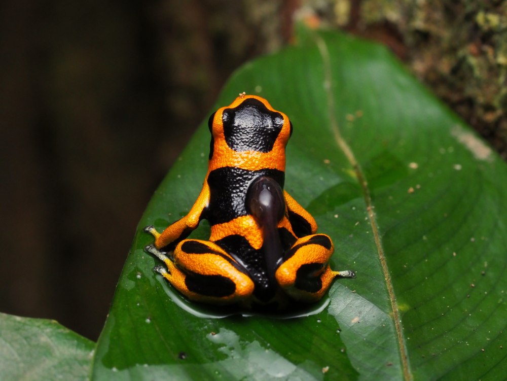 Ranitomeya summersi