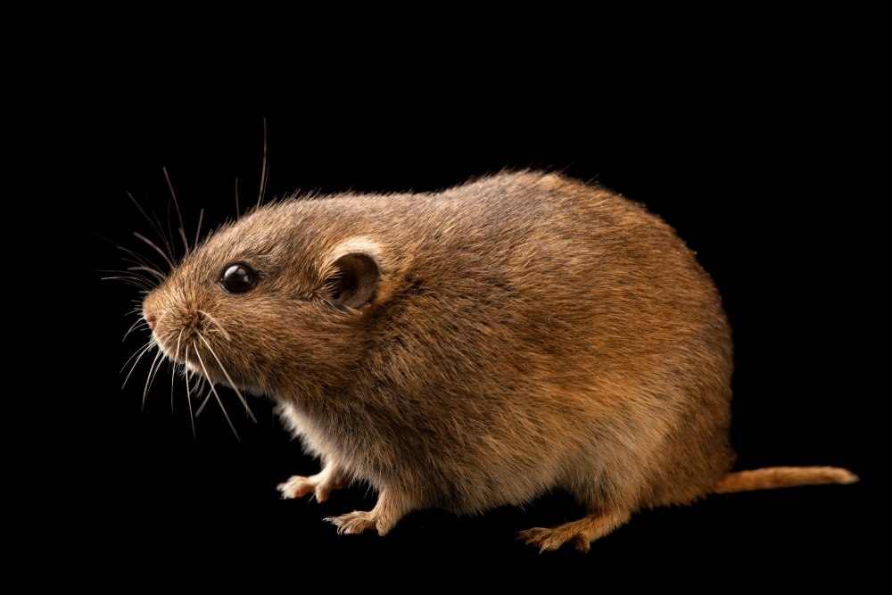 Microtus socialis