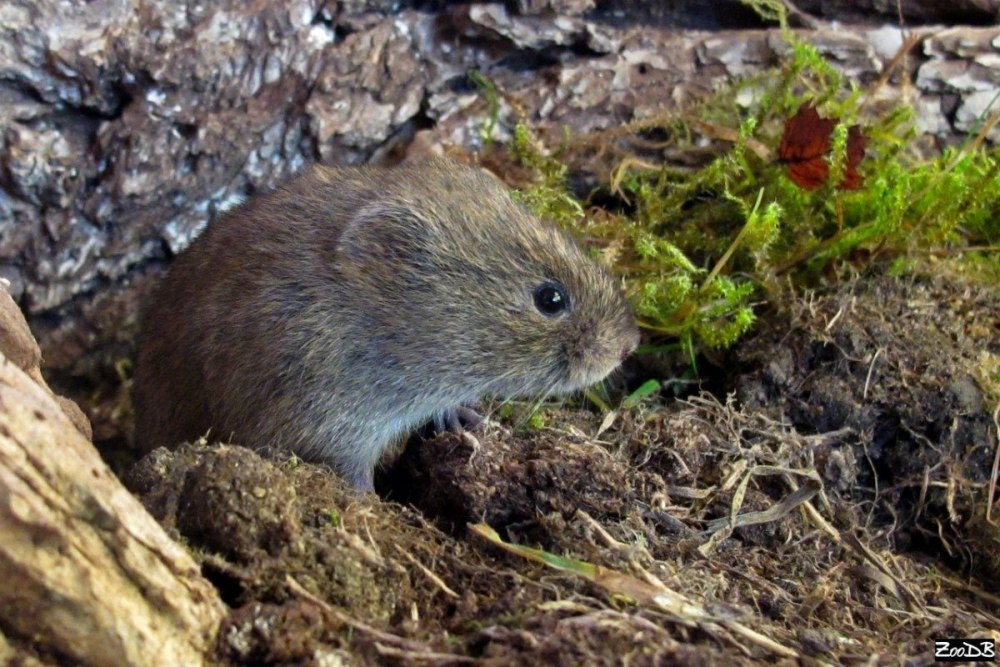 Темная полёвка – Microtus Agrestis