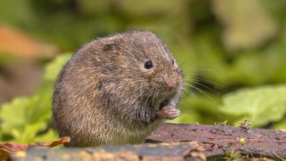 Vole