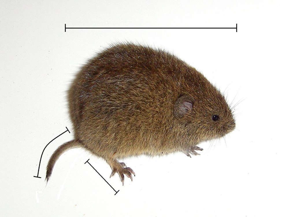 Обыкновенная полевка Microtus arvalis