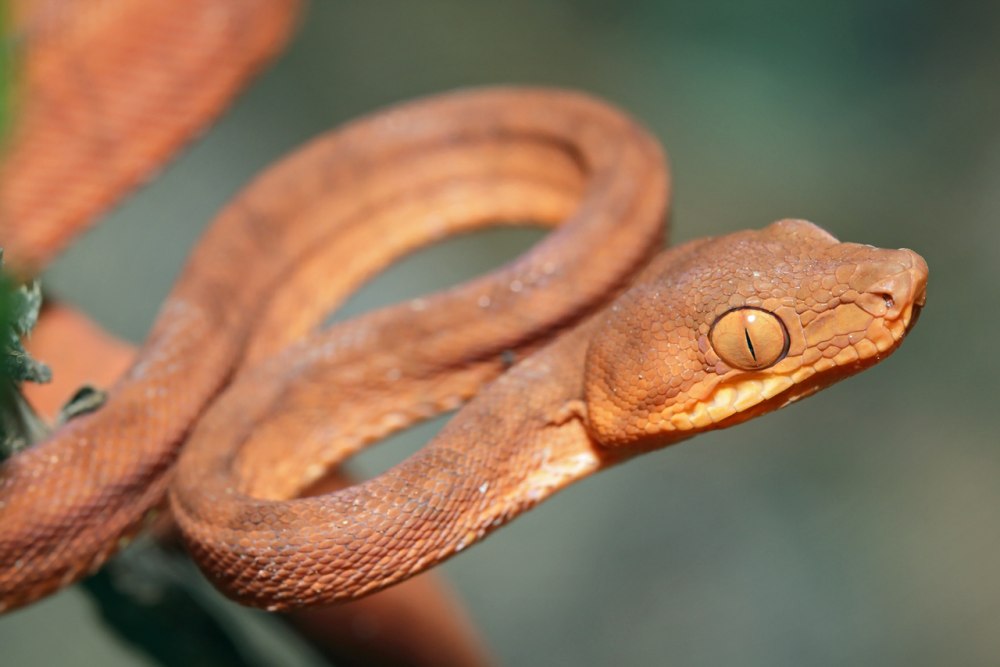 Corallus enydris