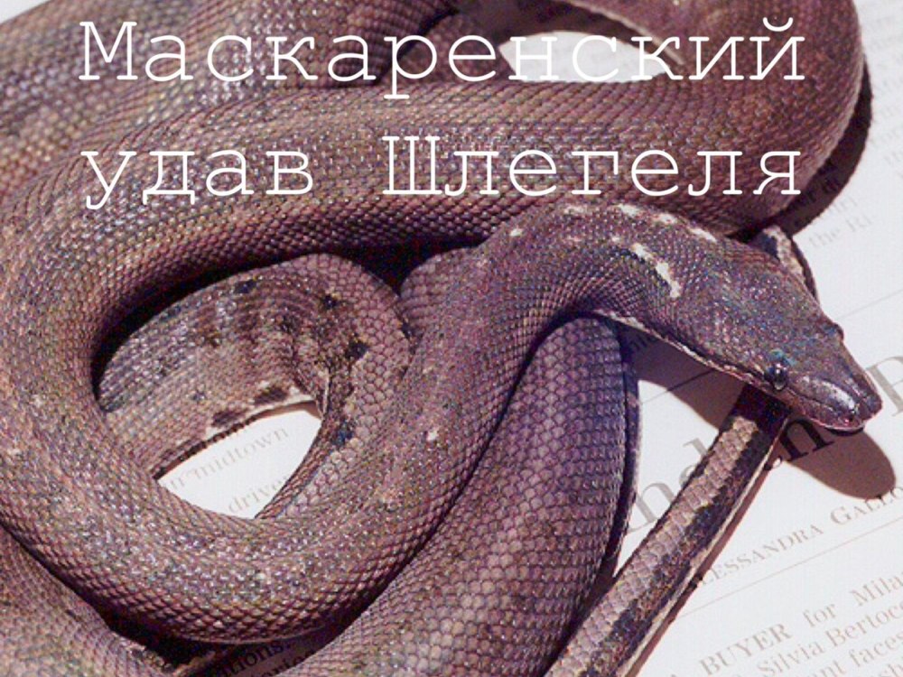 Змея болиерия