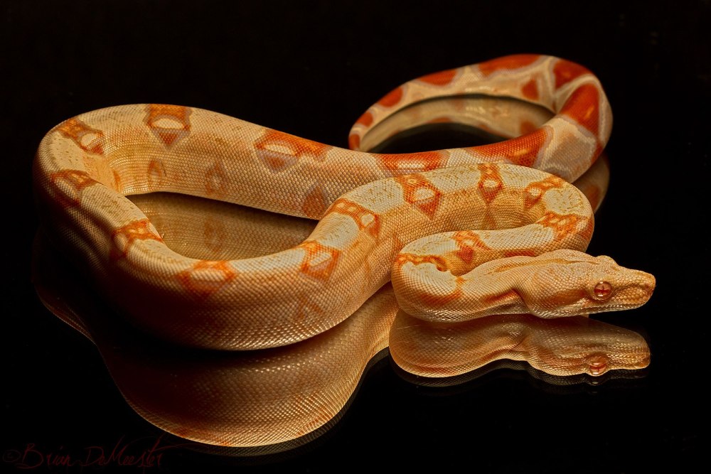 Морфы boa Constrictor Red Pastel